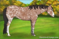 Horse Color:Bay Ice 