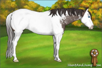 Horse Color:Bay Splash Appaloosa Rabicano 