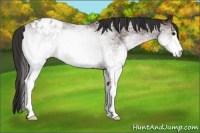 Horse Color:White Spotted Brown Appaloosa Rabicano 