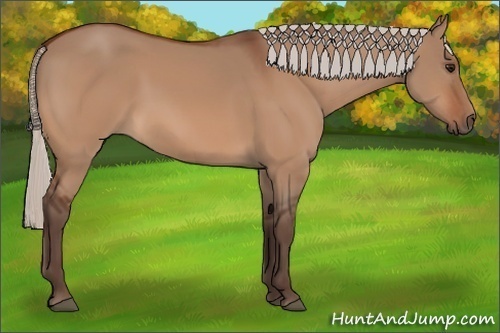 Horse Color:Silver Bay Dun