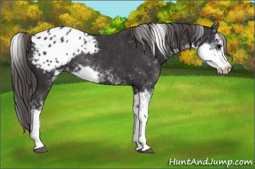 Horse Color: Smoky Black Sabino Blanket Rabicano 