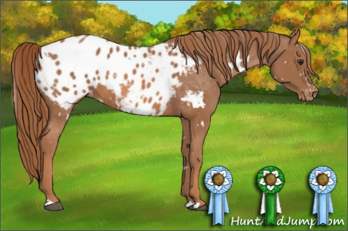 Horse Color: White Spotted Chestnut Blanket 