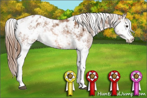Horse Color: Chestnut Sabino Blanket Rabicano 