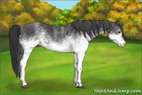 Horse Color: White Spotted Blue Roan Rabicano  Brindle