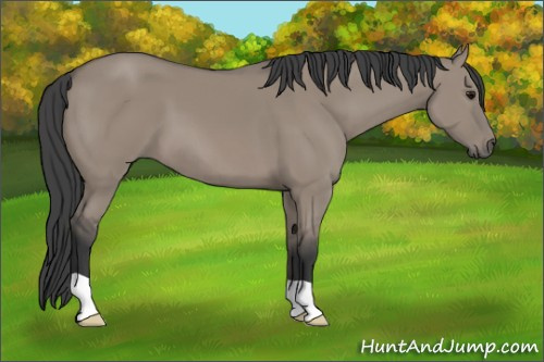 Horse Color: Grullo 