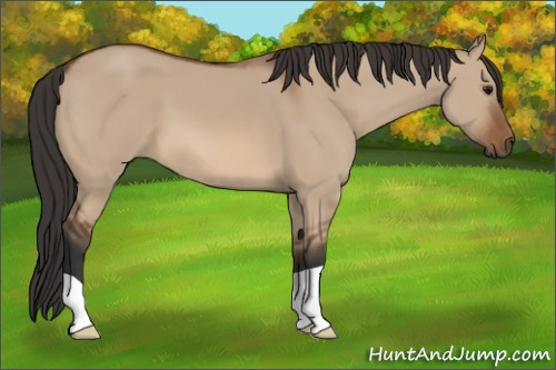 Horse Color: Bay Dun 