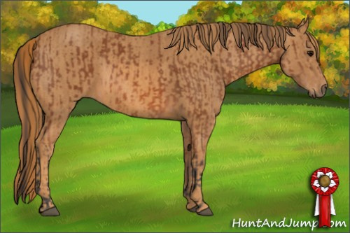 Horse Color: Bay  Brindle