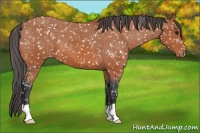 Horse Color:Bay Appaloosa 