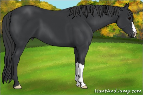 Horse Color: Black 