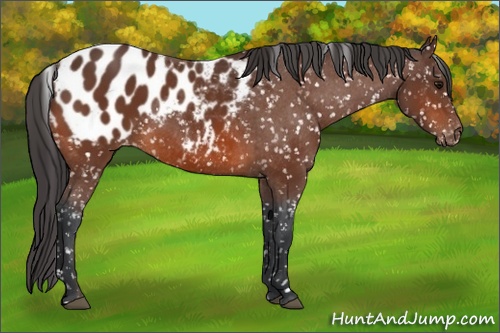 Horse Color: Bay Blanket 