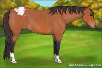 Horse Color:Bay Snowcap 