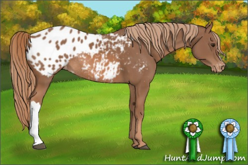 Horse Color: Chestnut Blanket Rabicano 