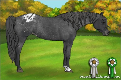 Horse Color: Black Blanket Rabicano 