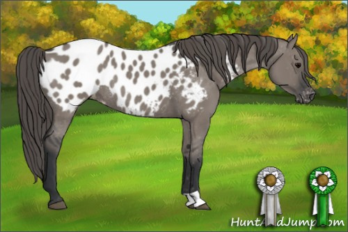 Horse Color: Grullo Near Leopard Rabicano 