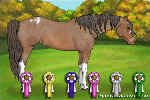 Horse Color: Bay Blanket 