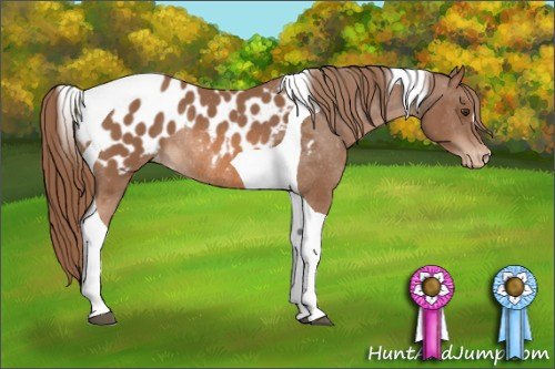 Horse Color: Chestnut Tobiano Blanket Rabicano 