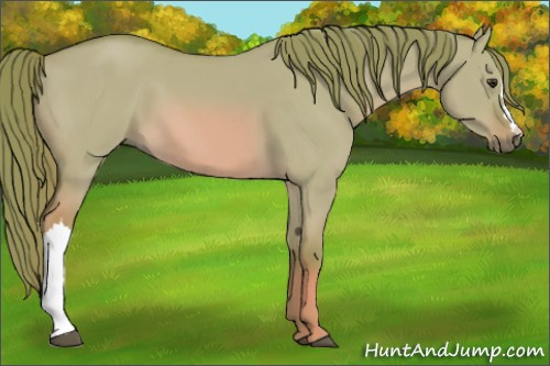 Horse Color: Watercolor Red Dun 