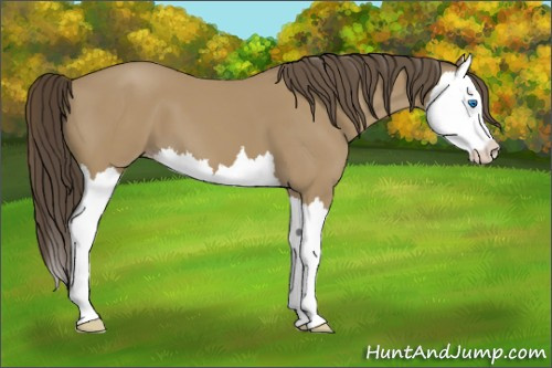 Horse Color: Classic Cream Champagne Splash 