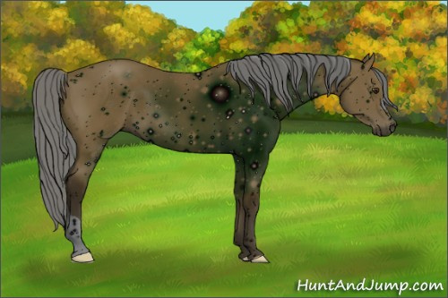 Horse Color: ERROR: UNKNOWN ANOMALY