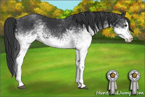 Horse Color: White Spotted Black Splash 