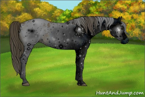 Horse Color: ERROR: UNKNOWN ANOMALY