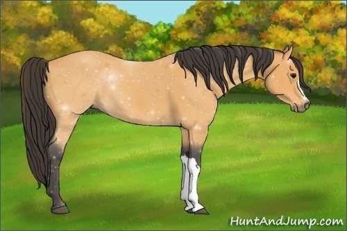 Horse Color: Buckskin 