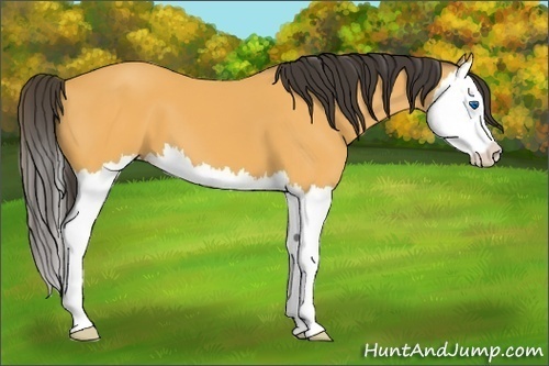 Horse Color: Buckskin Splash 