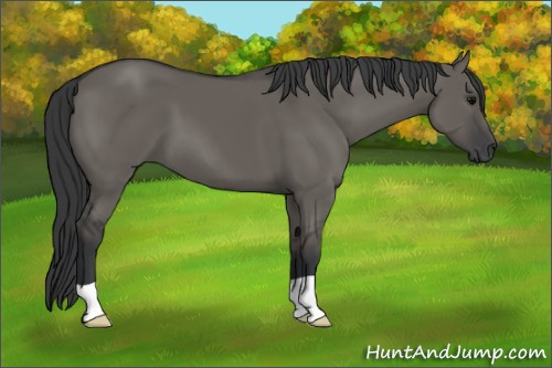 Horse Color: Brown Dun 