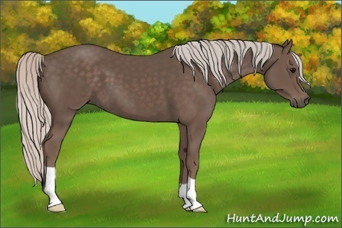 Horse Color: Silver Black 