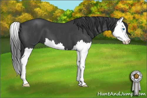 Horse Color: Brown Roan Splash 
