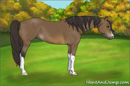 Horse Color: Buckskin 