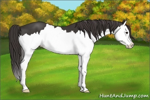 Horse Color: Smoky Black Splash 