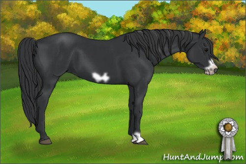 Horse Color: Black Frame 