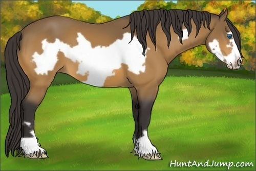 Horse Color: Buckskin Frame 