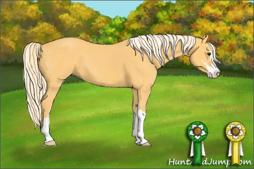 Horse Color: Palomino Sabino 