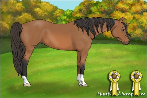Horse Color: Bay 