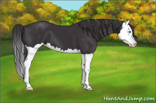 Horse Color: Smoky Black Splash 