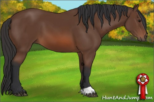 Horse Color: Bay 
