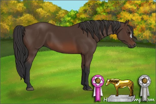 Horse Color: Bay 