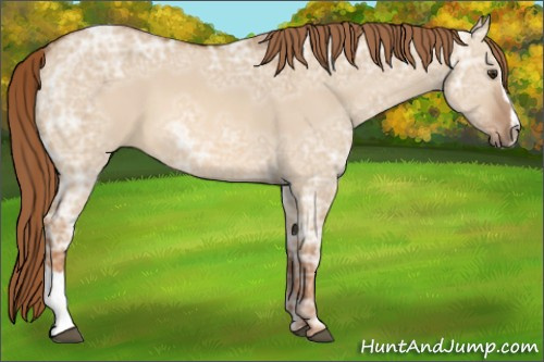 Horse Color: Red Dun Ice Sabino 