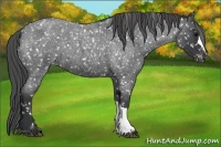Horse Color:Blue Roan Snowflake Varnish 