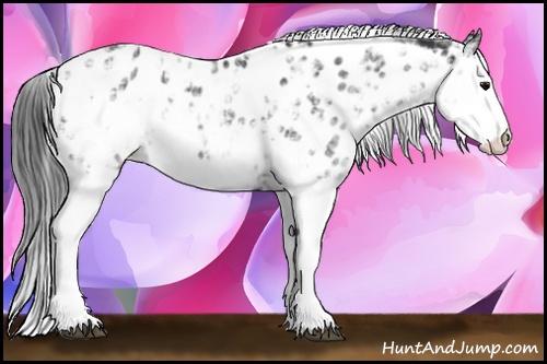 Horse Color: Black Sabino Splash Near Leopard 
