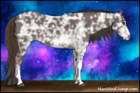 Horse Color:Liver Chestnut Ice Sabino 