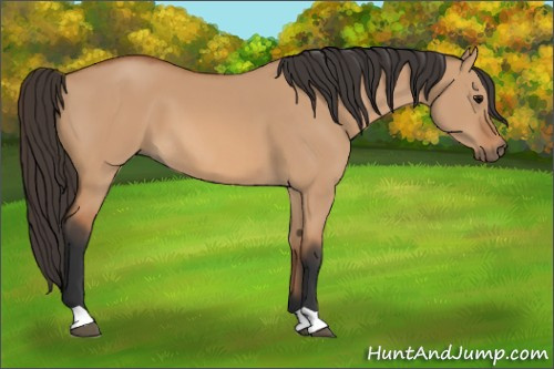 Horse Color: Bay Dun 