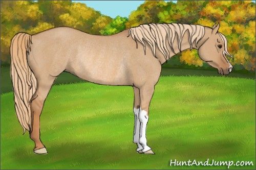 Horse Color: Red Dun Rabicano 