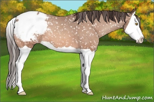 Horse Color: Sable Champagne Splash Snowcap 