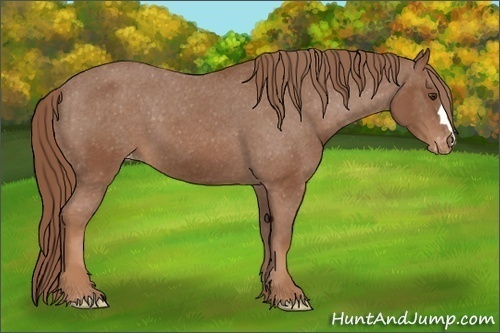 Horse Color: Unknown 