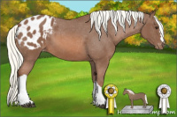 Horse Color:Chestnut Mushroom Appaloosa 