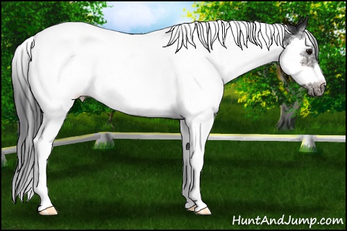 Horse Color:White Spotted Brown Splash Tobiano Frame