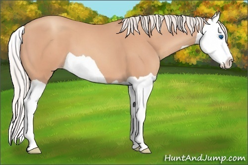 Horse Color: Silver Amber Champagne Splash 